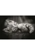 Puzzle 1000 el. Kitty Clementoni