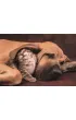 Puzzle 500 el. Cuddles Clementoni