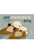 Jak zwierz�ta �pi�