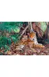 Puzzle 3000 el. Jaguary w d�ungli Castorland