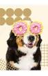 St. Majewski Zeszyt A5 Funny Dog kratka, 70g 60 kartek