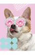 St. Majewski Zeszyt A5 Funny Dog kratka, 70g 60 kartek