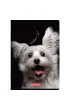 Herlitz Zeszyt A5 Crazy Animal z marginesem kratka 80 kartek