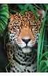 Puzzle 500 el. Compact Jaguar in the jungle Clementoni