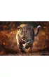 Puzzle 1000 el. Dziki Leopard Trefl