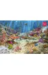 Puzzle 2000 el. Coral Reef Paradise CherryPazzi