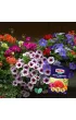 Substral Naw�z Burza Kwiat�w - balkon 300 g