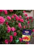 Substral Naw�z Burza Kwiat�w - balkon 300 g