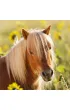 Puzzle 3x49 el. Konie Ravensburger