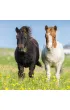Puzzle 3x49 el. Konie Ravensburger
