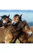 Puzzle 3x49 el. Konie Ravensburger