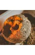 Crazy Science - Smoki i dinozaury Lisciani