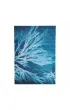 Anna Atkins` Cyanotypes Notatnik Sea Flowers midi linia