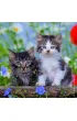 Puzzle 3x49 el. Koci�ta Ravensburger