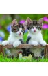 Puzzle 3x49 el. Koci�ta Ravensburger