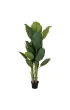 ProGarden Du�y bananowiec w donicy 165 cm