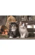 Puzzle 1000 el. Lovely Kittens Clementoni