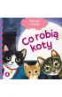 Co robi� koty